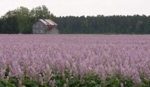 Sage field in Eastern North Carolina