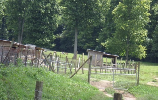 Goats at Round Mountain Creamy have plenty of grazing area.