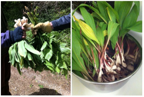 ramps+nettles_TN