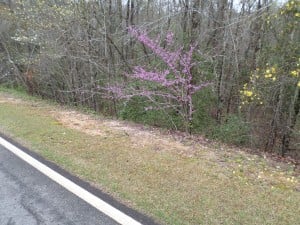 Along a rural N.C. road, this redbud tree ekes out a space with white dogwoods on the left and Carolina jasmine vines on the right. (Ray Linville)